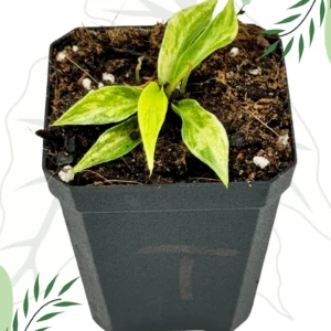 Philodendron Tortum Variegata Ø-6cm H-10cm