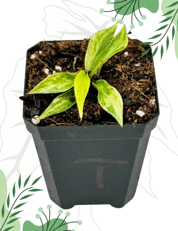 Philodendron Tortum Variegata Ø-6cm H-10cm