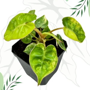 Philodendron Billietiae Variegata Ø-10cm H-20cm