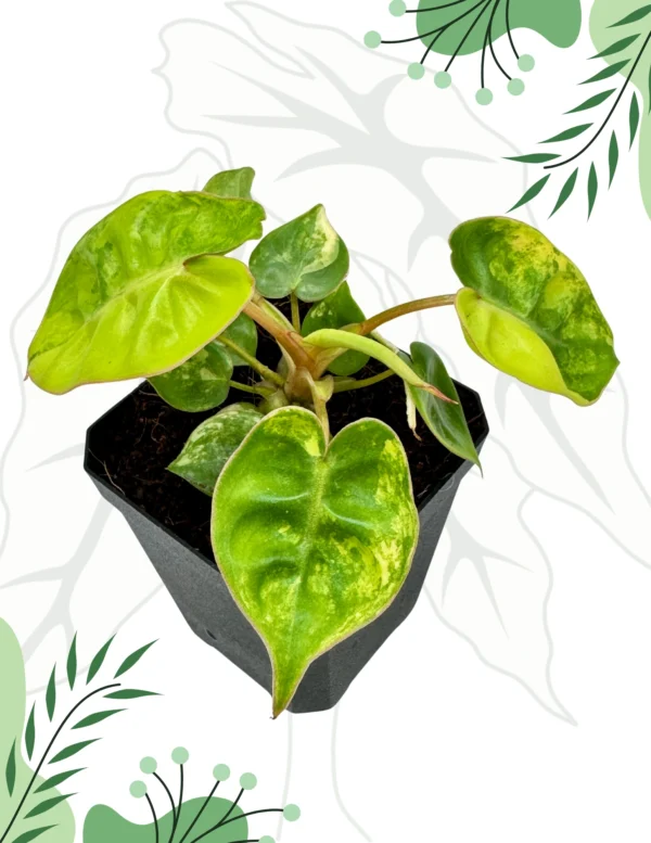Philodendron Billietiae Variegata Ø-10cm H-20cm