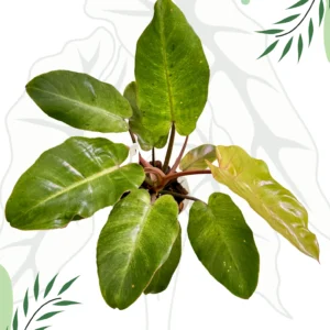 Philodendron Snowdrift Ø-10cm H-15cm