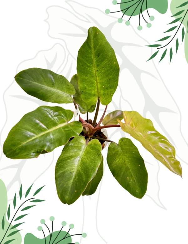Philodendron Snowdrift Ø-10cm H-15cm