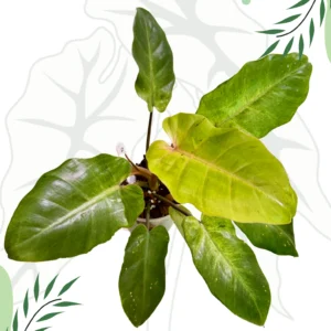 Philodendron Snowdrift Ø-10cm H-15cm - obrazek 2