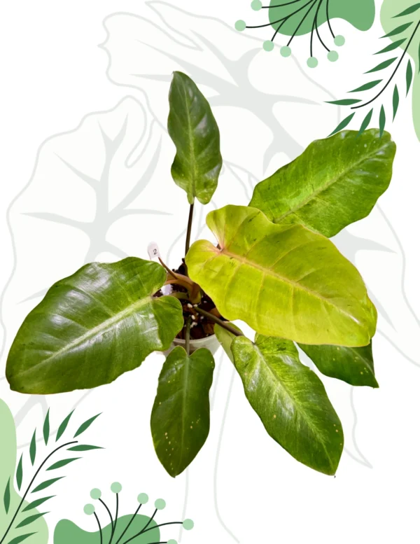 Philodendron Snowdrift Ø-10cm H-15cm - obrazek 2