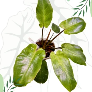 Philodendron Snowdrift Ø-10cm H-15cm - obrazek 3