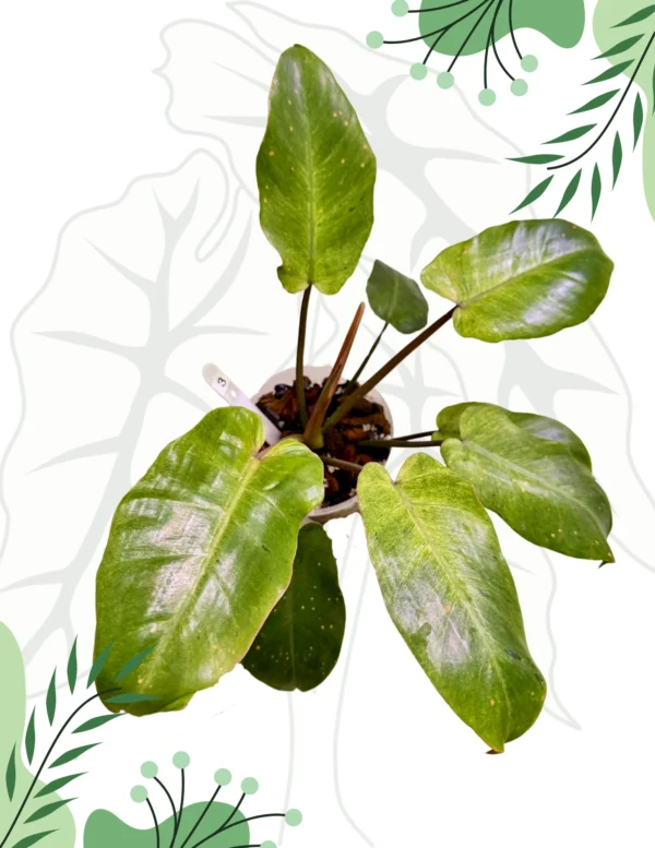 Philodendron Snowdrift Ø-10cm H-15cm - obrazek 3