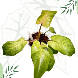 Philodendron Snowdrift Ø-10cm H-15cm - obrazek 4