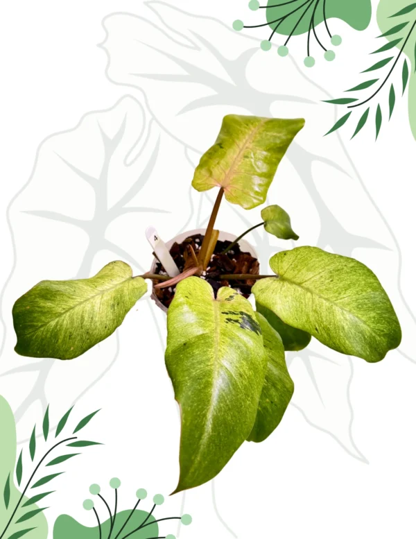 Philodendron Snowdrift Ø-10cm H-15cm - obrazek 4