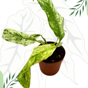 Rhapidophora Indo. Variegata Ø-10cm H-15cm