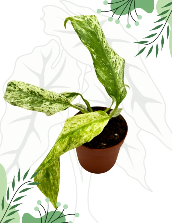 Rhapidophora Indo. Variegata Ø-10cm H-15cm