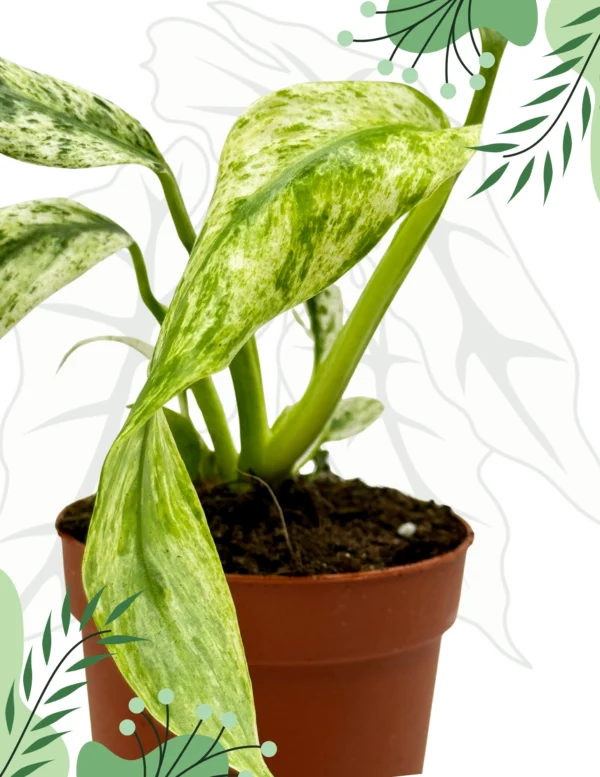 Rhapidophora Indo. Variegata Ø-10cm H-15cm - obrazek 5
