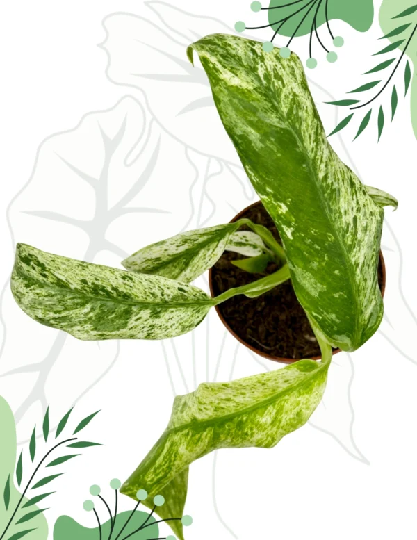 Rhapidophora Indo. Variegata Ø-10cm H-15cm - obrazek 3