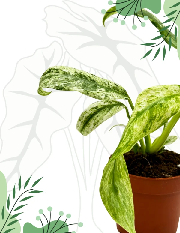 Rhapidophora Indo. Variegata Ø-10cm H-15cm - obrazek 4