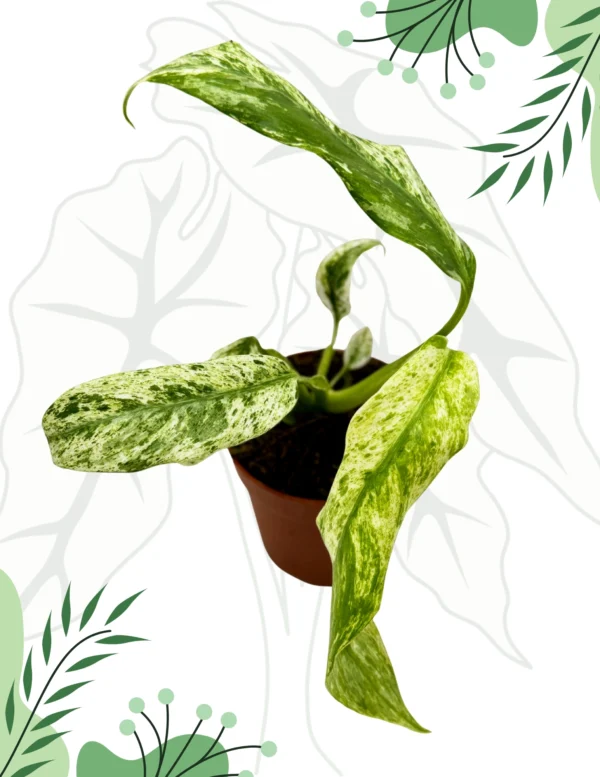 Rhapidophora Indo. Variegata Ø-10cm H-15cm - obrazek 2