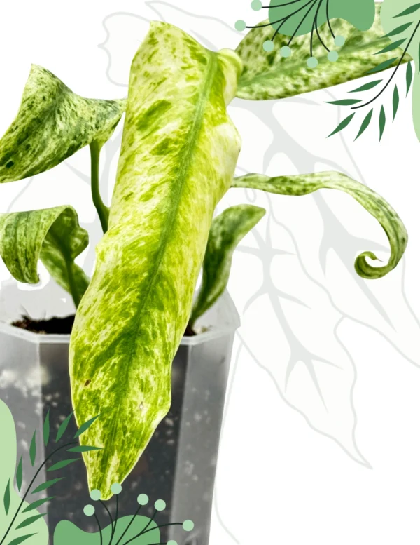 Rhapidophora Indo. Variegata Ø-10cm H-15cm - obrazek 2