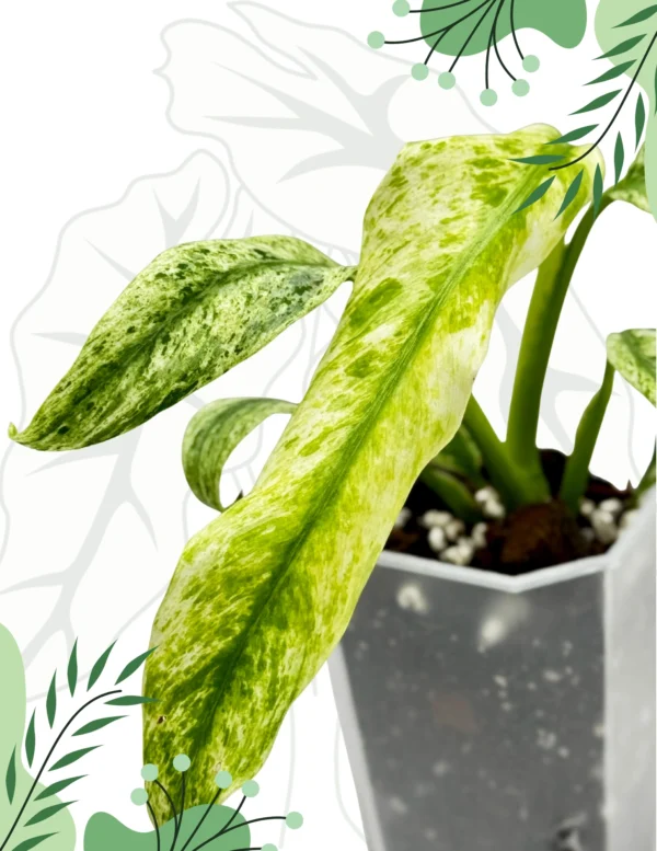 Rhapidophora Indo. Variegata Ø-10cm H-15cm - obrazek 3