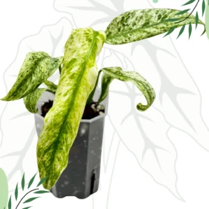 Rhapidophora Indo. Variegata Ø-10cm H-15cm