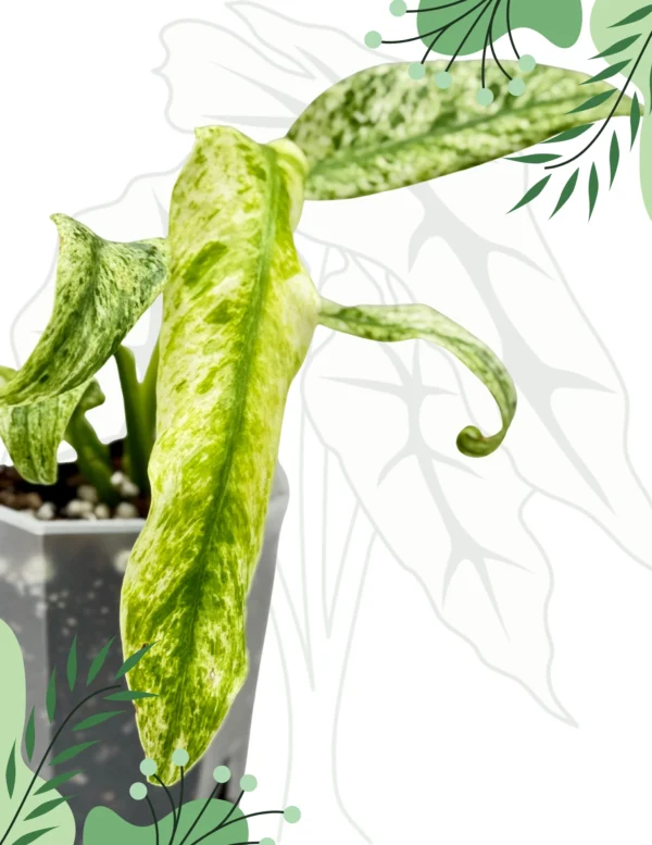 Rhapidophora Indo. Variegata Ø-10cm H-15cm - obrazek 4