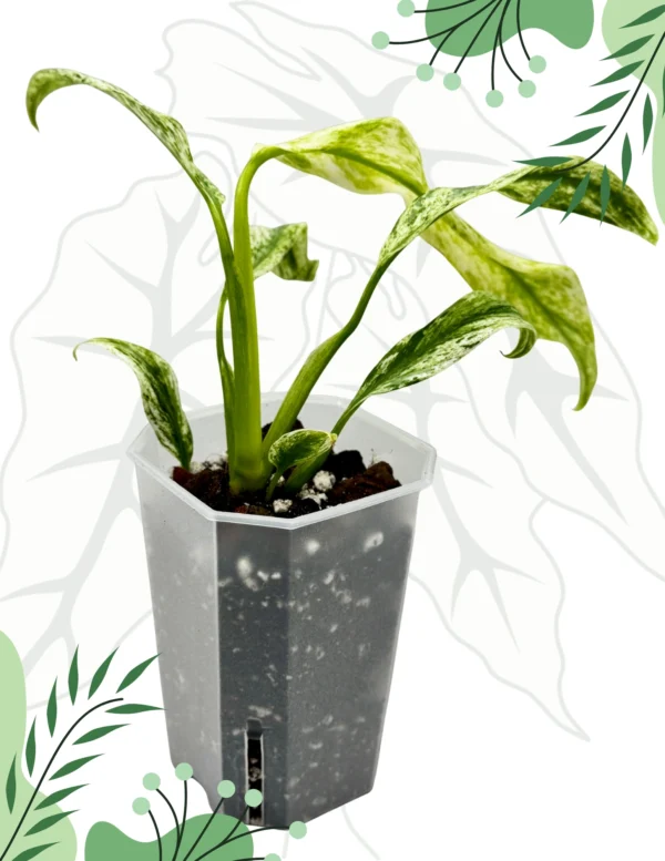 Rhapidophora Indo. Variegata Ø-10cm H-15cm - obrazek 5