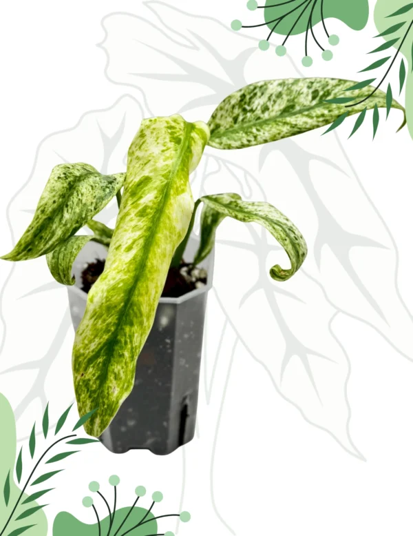 Rhapidophora Indo. Variegata Ø-10cm H-15cm