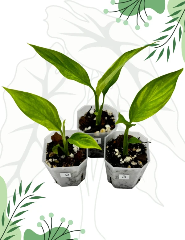Spathiphyllum Aurea Variegata Ø-6cm H-10cm