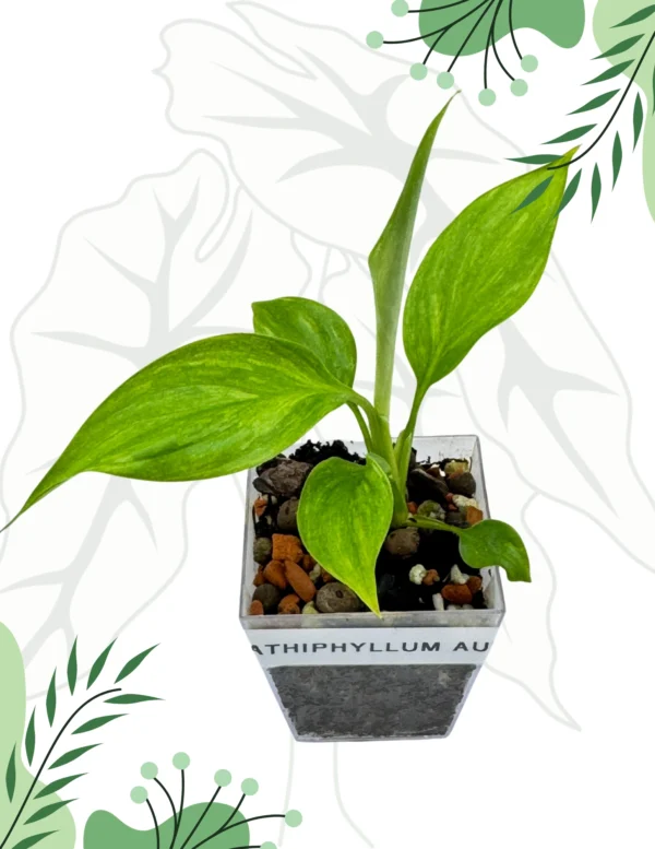 Spathiphyllum Aurea Variegata Ø-6cm H-10cm