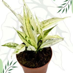 Spatiphyllum Snow Feather Variegata Ø-6cm H-15cm