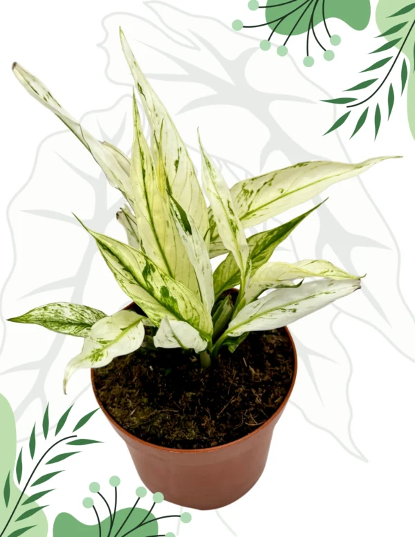 Spatiphyllum Snow Feather Variegata Ø-6cm H-15cm
