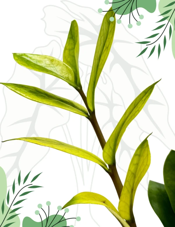 Zamioculcas Chameleon Ø-10cm H-20cm - obrazek 3
