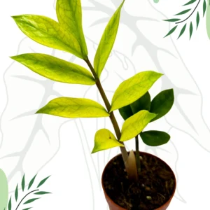Zamioculcas Chameleon Ø-10cm H-20cm