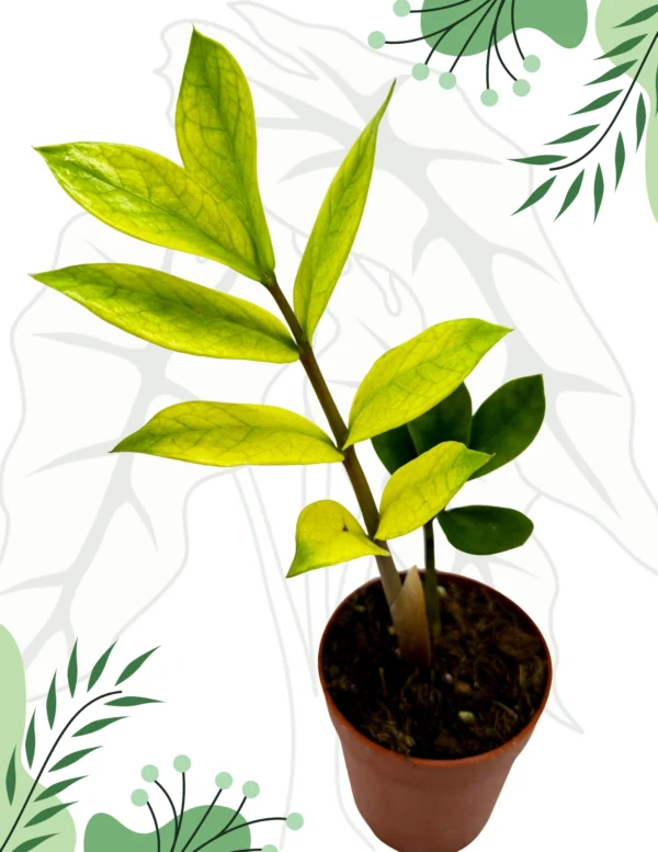 Zamioculcas Chameleon Ø-10cm H-20cm