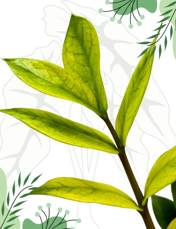 Zamioculcas Chameleon Ø-10cm H-20cm - obrazek 4