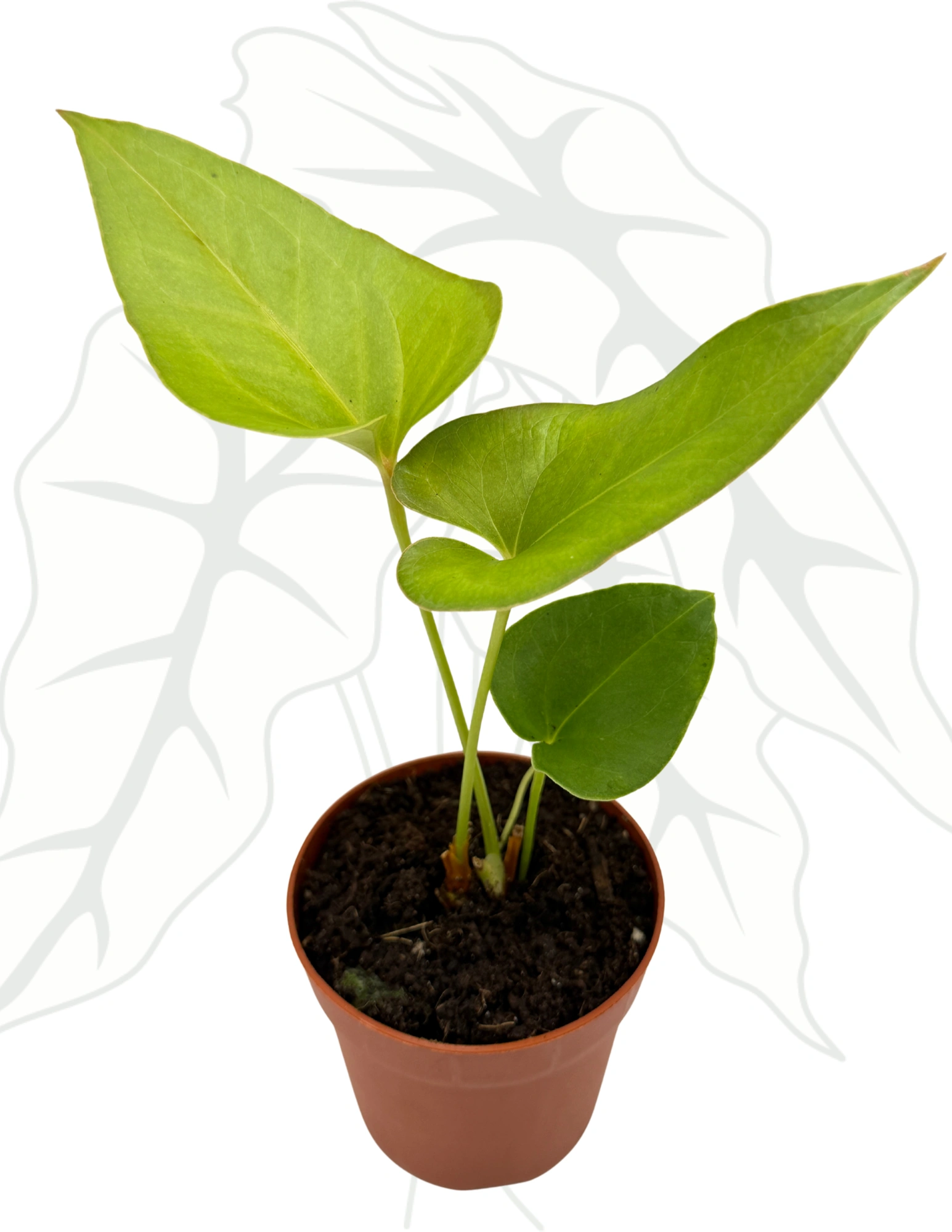 d8809c547d1674f08c2b7bfd30c63dbd