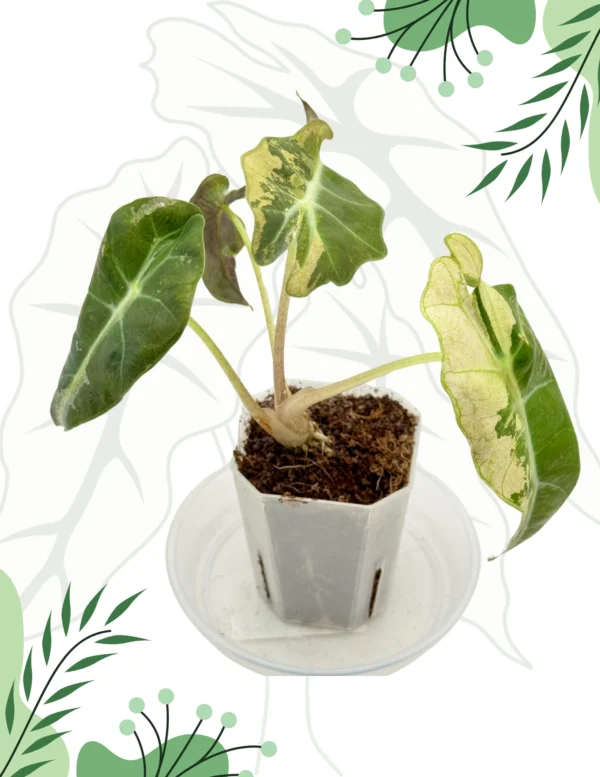 Alocasia Sanderiana Bull Variegata Ø-9cm H-20cm - obrazek 2