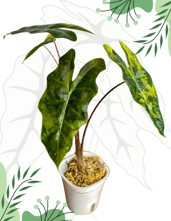 Alocasia Sanderiana Aurea Ø - 7,5cm H-20cm - obrazek 7