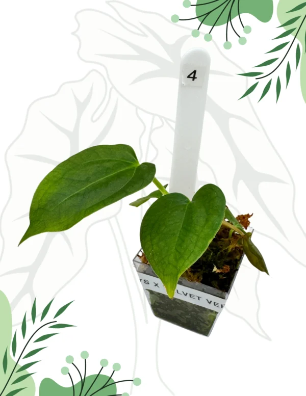Anthurium Crystallinum x Velvet Verde Ø-6cm H-10cm - obrazek 4