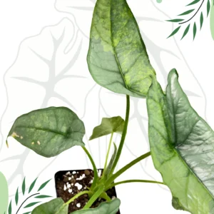 Alocasia Dragon Breath Green On Green Variegata Ø-10cm H-30cm - obrazek 3