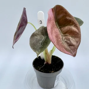 Alokazja Cuprea Variegata Ø-6cm H-10cm - obrazek 4