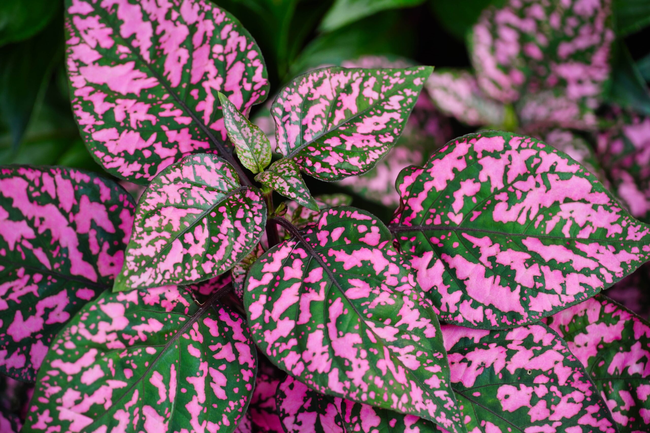 monstera