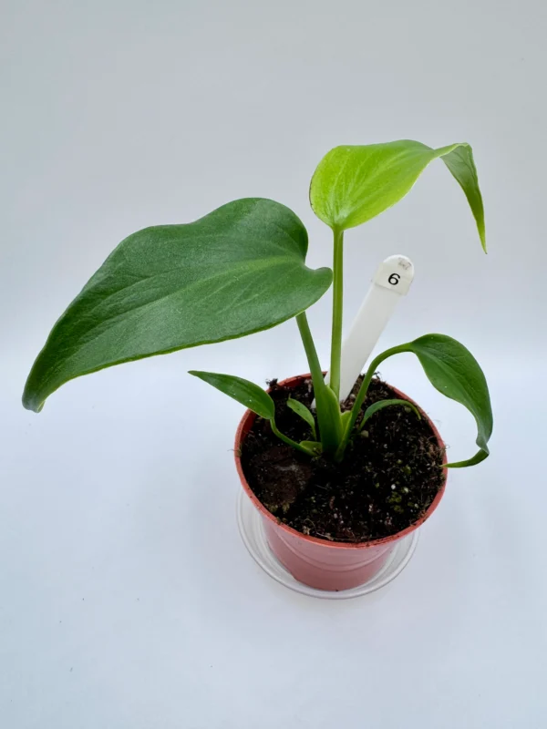 Monstera Burle Marx Flame Ø-9cm H-25cm Preorder - obrazek 3
