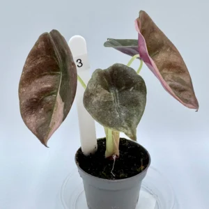 Alokazja Cuprea Variegata Ø-6cm H-10cm - obrazek 5