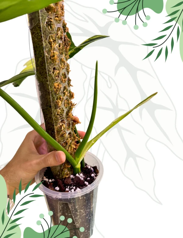 Philodendron Bipennifolium Variegata Ø-12cm H-45cm (Szczyt) + Doniczka oddychająca, Palik - obrazek 3