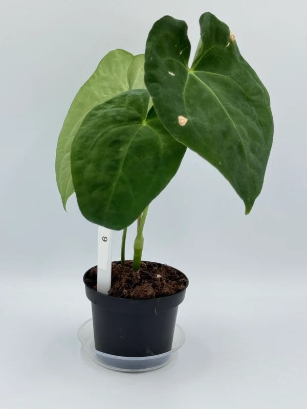 Anthurium Dorayaki x Besseae Aff  Ø-10cm H-25cm - obrazek 2