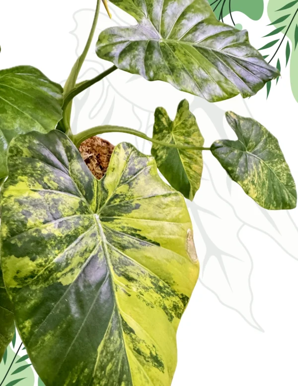 Alocasia Macrorrhizos Yellow Bulwa Ø-6cm H-10cm