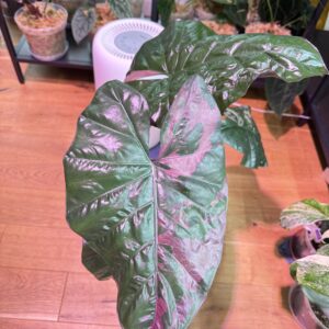 Alocasia Plumbea (Regres) Ø-6cm H-10cm - obrazek 3