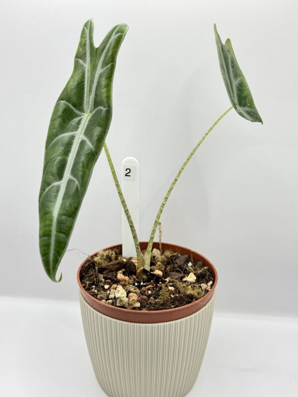 Alocasia Longiloba Purple Ø-10cm H-15cm - obrazek 3