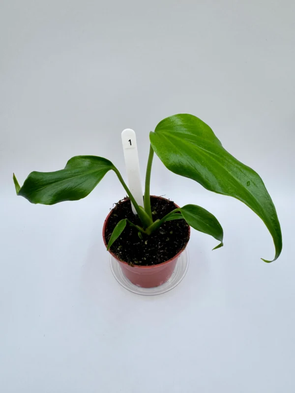 Monstera Burle Marx Flame Ø-9cm H-25cm Preorder