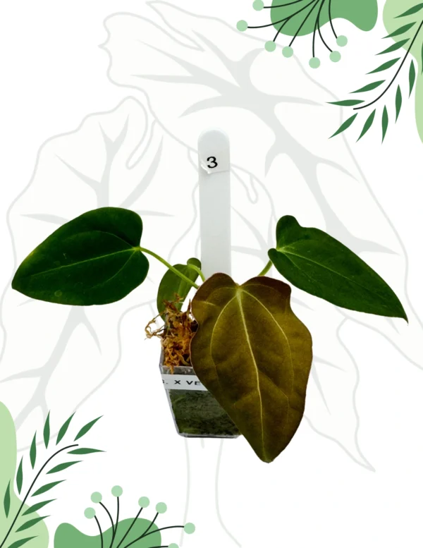 Anthurium Crystallinum x Velvet Verde Ø-6cm H-10cm