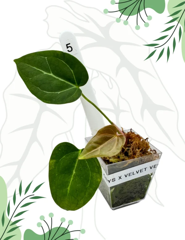 Anthurium Crystallinum x Velvet Verde Ø-6cm H-10cm - obrazek 5