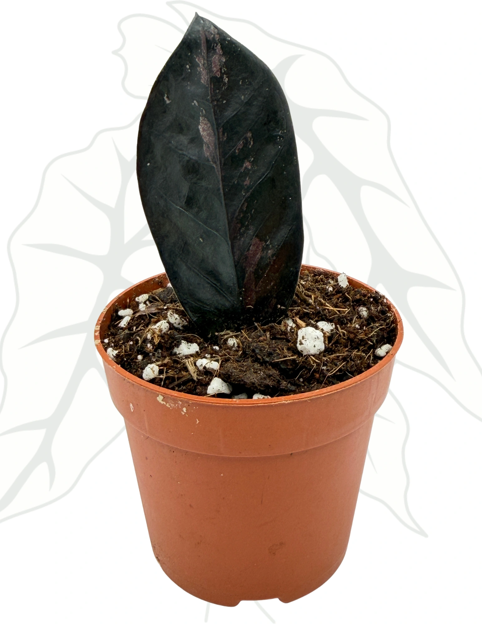 806e374ab3d8a7f5353ab1b24a2f500b